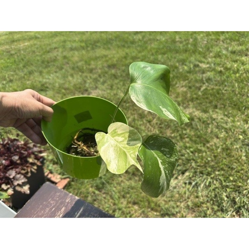 Monstera Albo Variegata Rare Variegated Tropical Houseplant Cutting Healthy Root